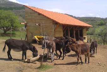 Naša farma magaraca